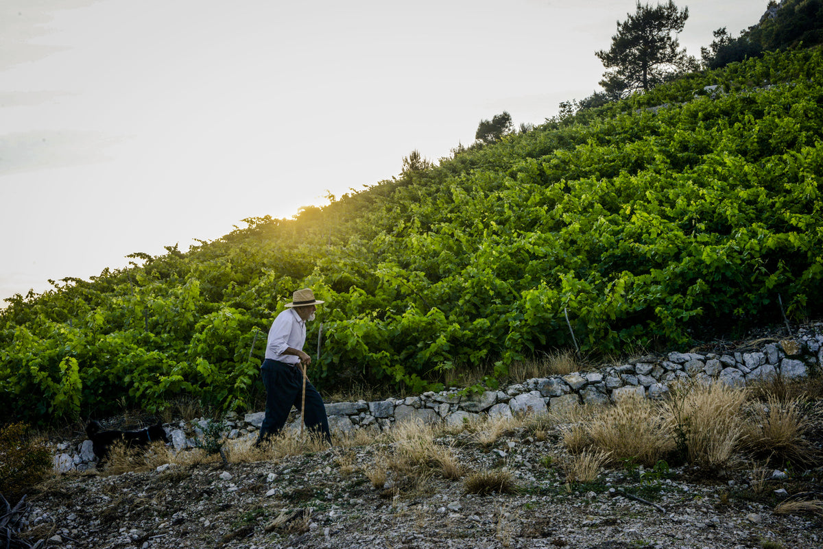 Der inzwischen verstorbene Vater von Denis auf dem Weg zum Weinberg Kriz