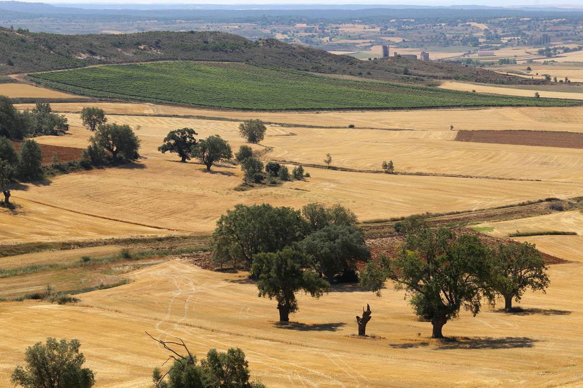 Weinberge von Ermita del Conde mit angrenzenden trockenen Feldern