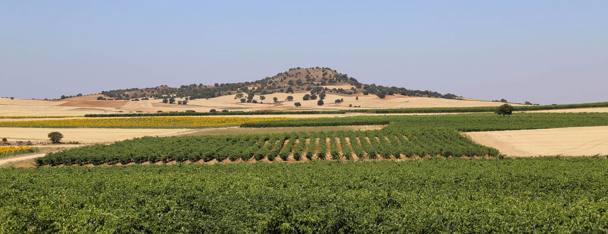 Panorama in die Landschaft und die Weinberge von Ermita del Conde