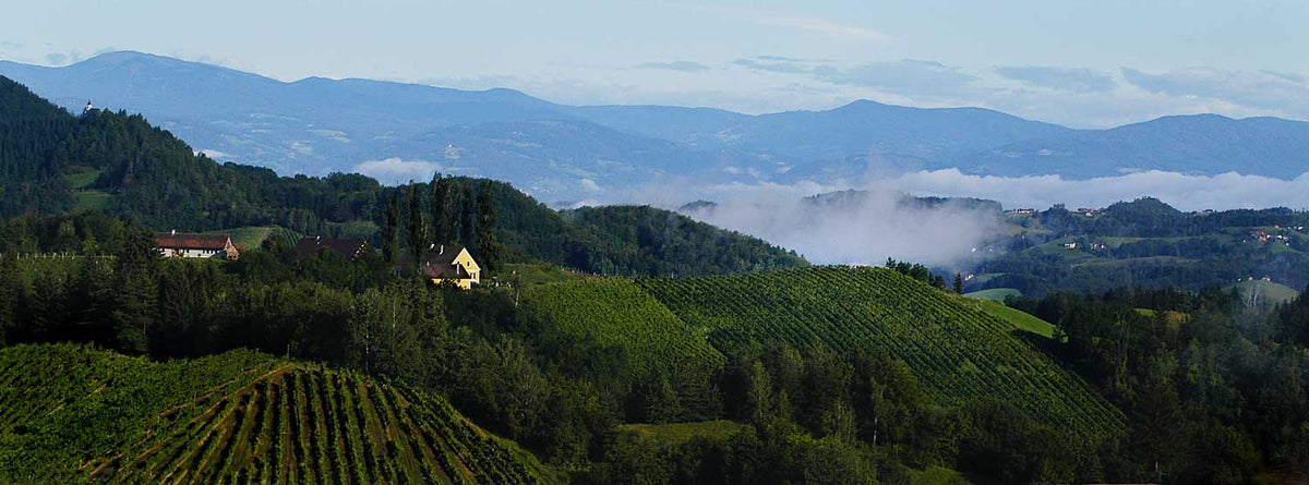 Weinberge Sepp Muster mit Ausblick in die Landschaft